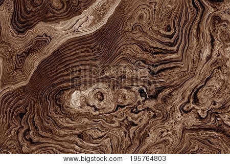 Texture of roots of tree with wavy lines and age rings. Abstract background.