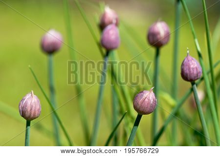 Blooming ornamental chive in the garden / selective focus