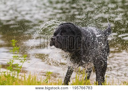 Black Labrador retriever dog. Splash after water bath.