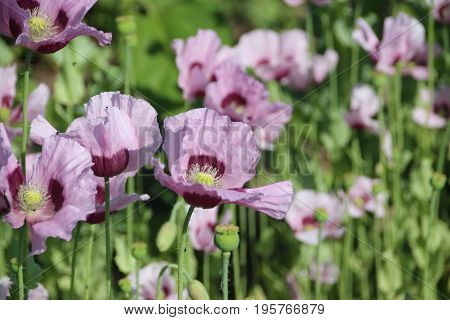 Purple sleepy poppy in summer garden with sun and wind