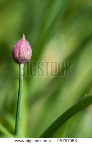 Blooming ornamental chive in the garden / close-up macro