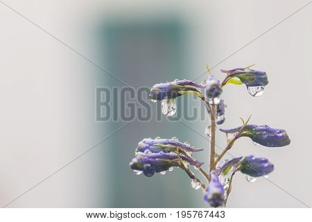 Larkspur purple flowers, Delphinium elatum with water drops after rain in a garden, close up