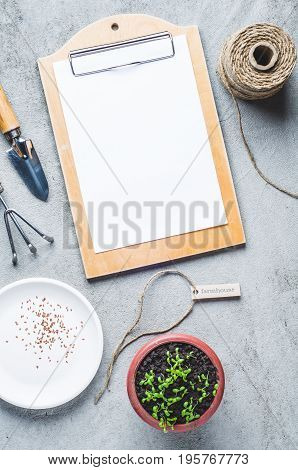 Sprouts In A Pot, Seeds And Garden Tools On A Gray Concrete Background