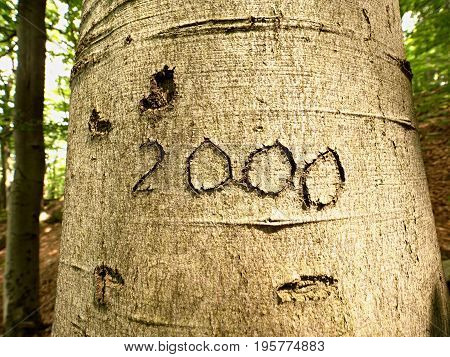 Number Two Thousand. Knife Carving On Beech Tree Bark. Tree Vandalism In A Forest