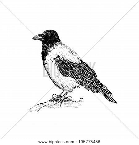 Raven vector illustration skech. Hand sketching bird crows. Design concept crow