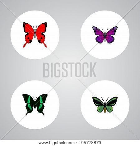Realistic Sangaris, Beauty Fly, Tropical Moth And Other Vector Elements