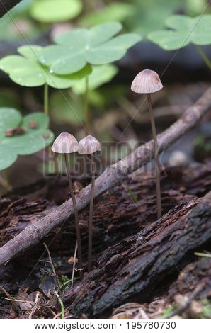 Mushrooms (Mycena sanguinolenta) on a soil in a green moss