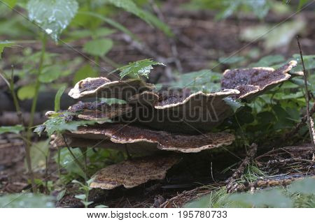 Ganoderma applanatum mushroom close up shot outdoors