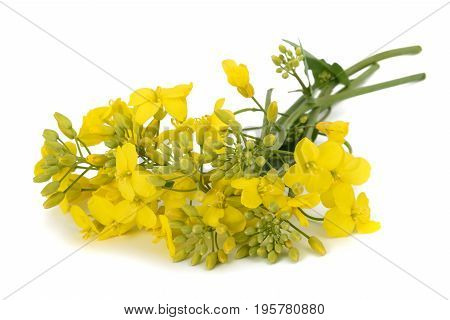 Colza (brassica Napus )