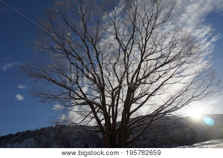 winter tree shining in snow with sun light background