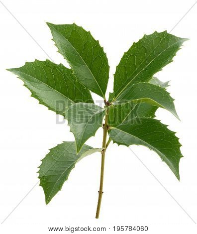 Butcher's Broom Isolated