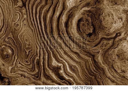 Texture of roots of tree with wavy lines and age rings. Abstract background.
