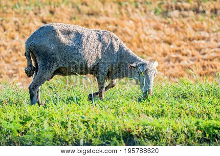 White sheep grazing on green grass pasture