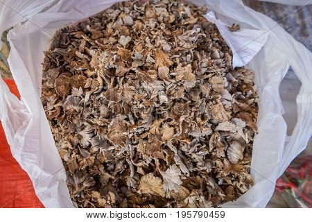 View of Schizophyllum commune mushroom Common Split Gill in the market Tamu in Keningau,Sabah.Its a place where all farmers,fishermen & vendors gathers weekly to sell their products