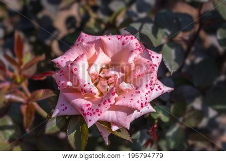 Early morning beautiful rose flower garden, dew on roses with awesome colors and verify with closer look, around fifty of verity of roses in this garden in New Delhi, India