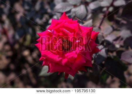 Early morning beautiful rose flower garden, dew on roses with awesome colors and verify with closer look, around fifty of verity of roses in this garden in New Delhi, India