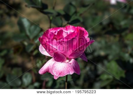 Early morning beautiful rose flower garden, dew on roses with awesome colors and verify with closer look, around fifty of verity of roses in this garden in New Delhi, India