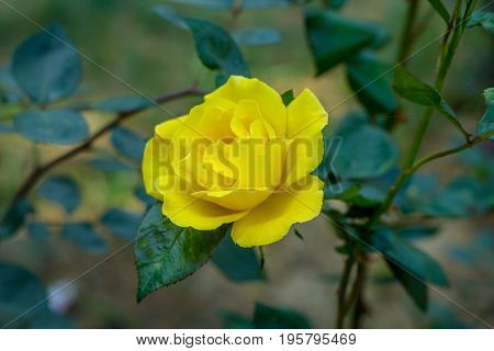 Early morning beautiful rose flower garden, dew on roses with awesome colors and verify with closer look, around fifty of verity of roses in this garden in New Delhi, India