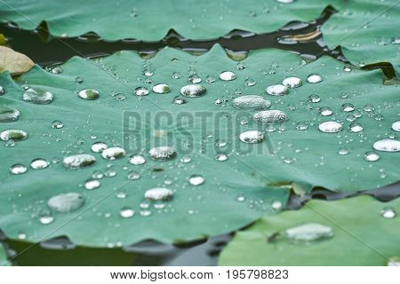 Silver water drops on a lotus water lily.