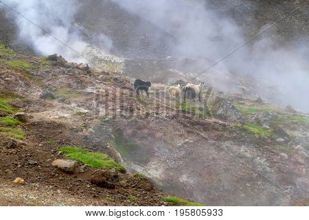Hveragerdi Valley Of Hot Waters In Iceland