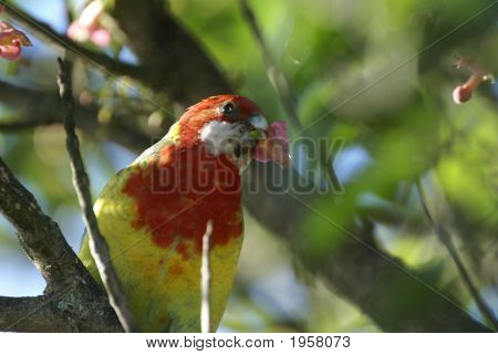 Rosella besleme