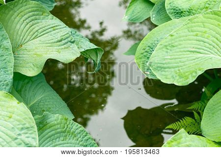 Ribbed And Glaucous Giant Leaves Of Hostas In Isabella Plantation