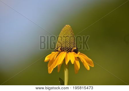 yellow coneflower against a blue and green background