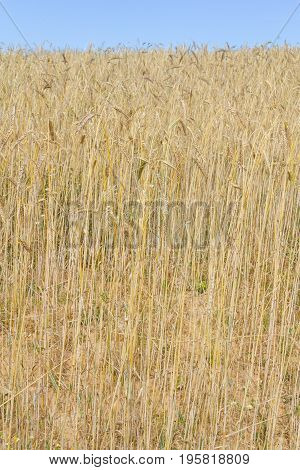 Wheat Field In Porto Covo