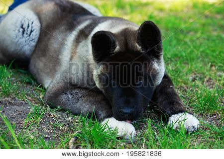 Dog breed American Akita lying on green grass