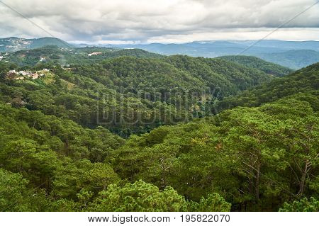 Pine trees high angle view from the Dalat Cable Car to the Truc Lam pagoda. Dalat, Vietnam.