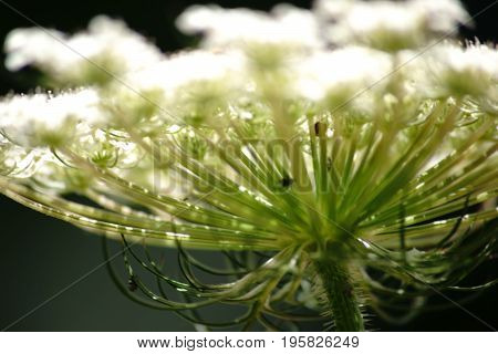 The close-up and side view of the umbel of the Pimpinella major.