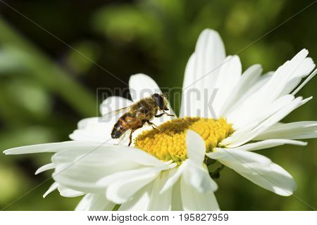 Bee sitting on camomile. Macro photo. White flower. Life of insects