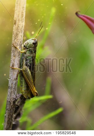 Insect grasshopper green on wet grass in the morning
