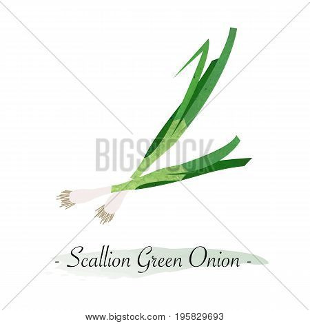 Colorful Watercolor Texture Vector Healthy Vegetable Scallion Green Onion