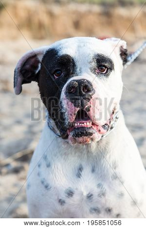 cute expression on the face of this Mexican American Bulldog who was excited to be at the beach