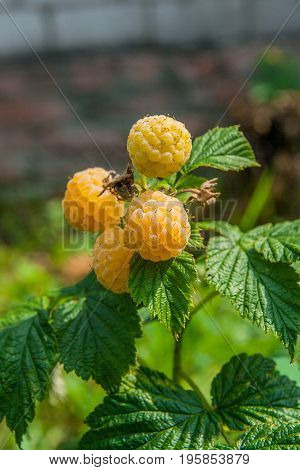 Close Up Of The Ripe And Unripe Yellow Raspberry In The Fruit Garden. Growing Natural Bush Of Yellow