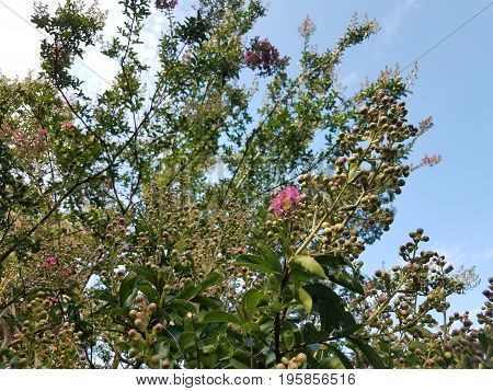 pink flower blooming on a crape myrtle tree
