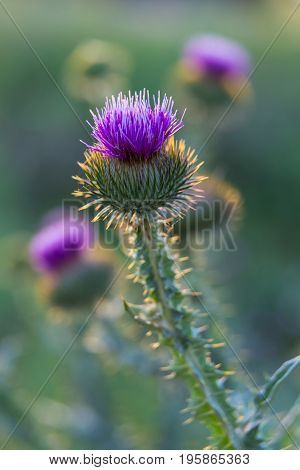 Flowering thistle on a blurred natural background. Flower in summer meadow