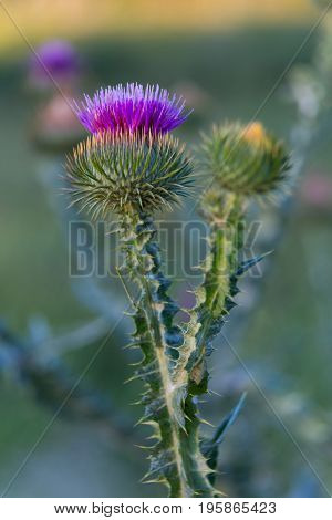 Flowering thistle on a blurred natural background. Flower in summer meadow