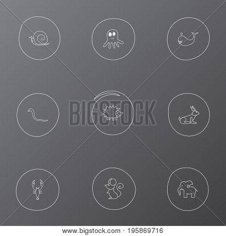 Set Of 9 Editable Zoology Doodles. Includes Symbols Such As Cachalot, Urchin, Slug And More