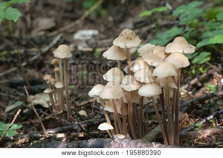 Mushrooms (Gymnopus confluens) on an old gray autumn leaves