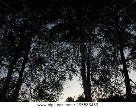 Shadow trees in the forest during the sunset