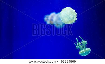 A glowing blue jellyfish against a deep blue background.