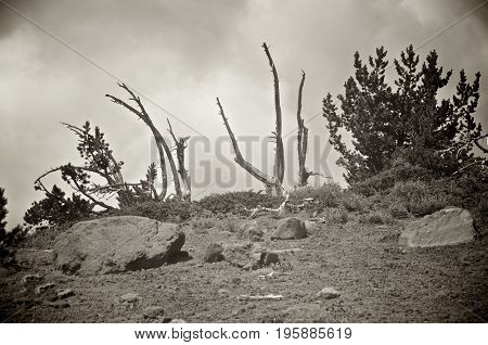 Some Scraggly Trees On Top Of A Mountain