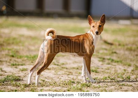 Basenji dog on grass outdoor. Basenji Kongo Terrier Dog. The Basenji is a breed of hunting dog