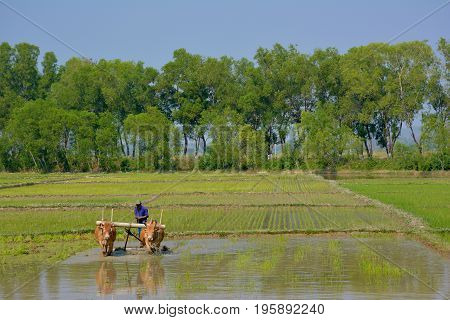 HPA-AN MYANMAR - FEB 10 2016 Burmese farmer ploughing up the rice field with team of bulls. Rural landscape and traditional way of planting rice in Hpa-An Myanmar