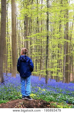 Boy in the forest. A boy stops to reflect on the beauty of The Hallerbos, also known as the Blue Forest in Belgium when once a year the forest is covered in millions of bluebells. Ecotourism, natural conservation concept.