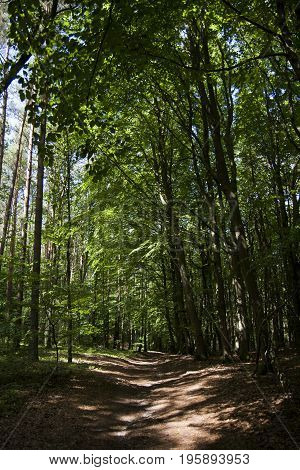 Path in quiet and calm forest with lot of trees