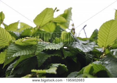 Detail of a beech hedge in a park in France