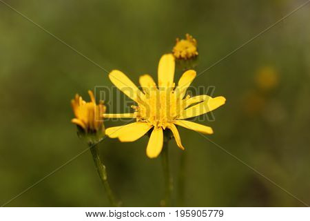 Macro photo of the Ragwort Jacobaea abrotanifolia.